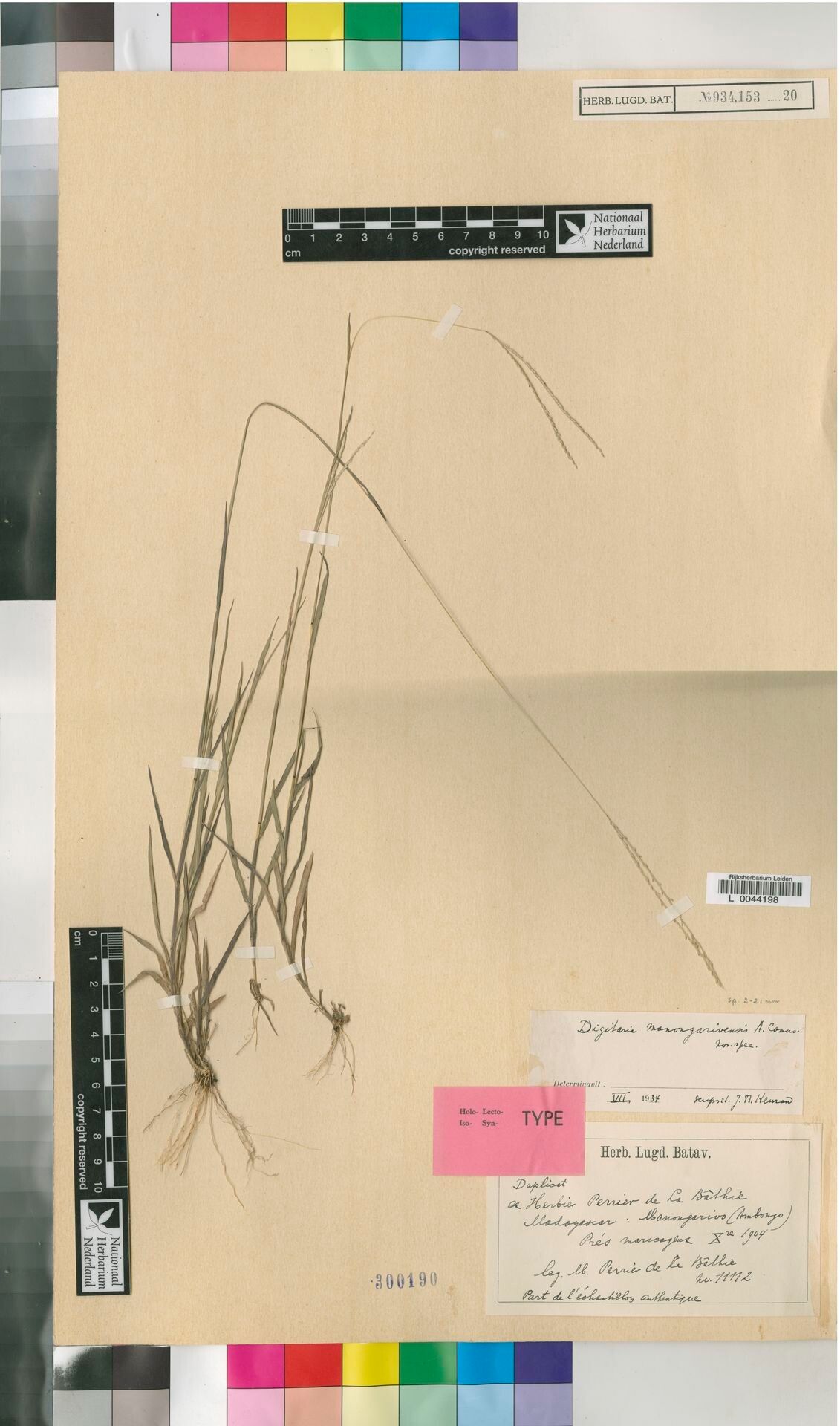 Digitaria manongarivensis — houseplant care guide