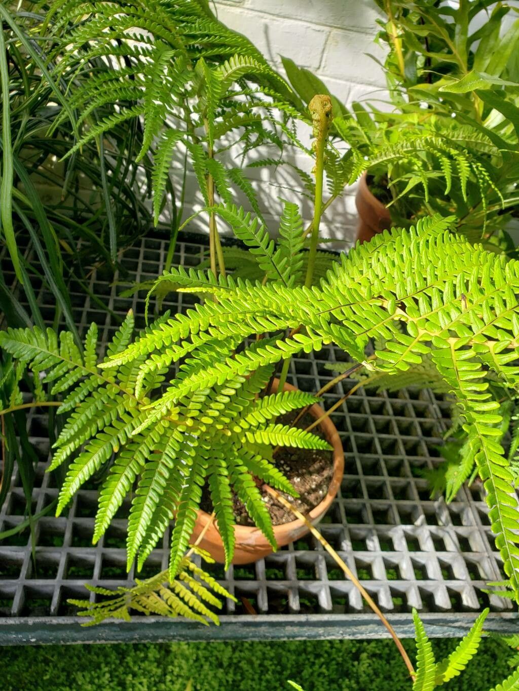 Blechnum cyatheoides habit