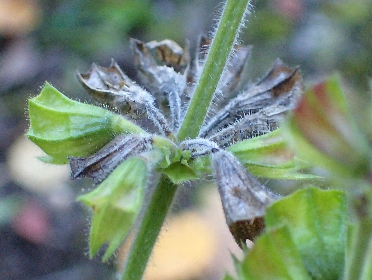 Salvia hians fruit