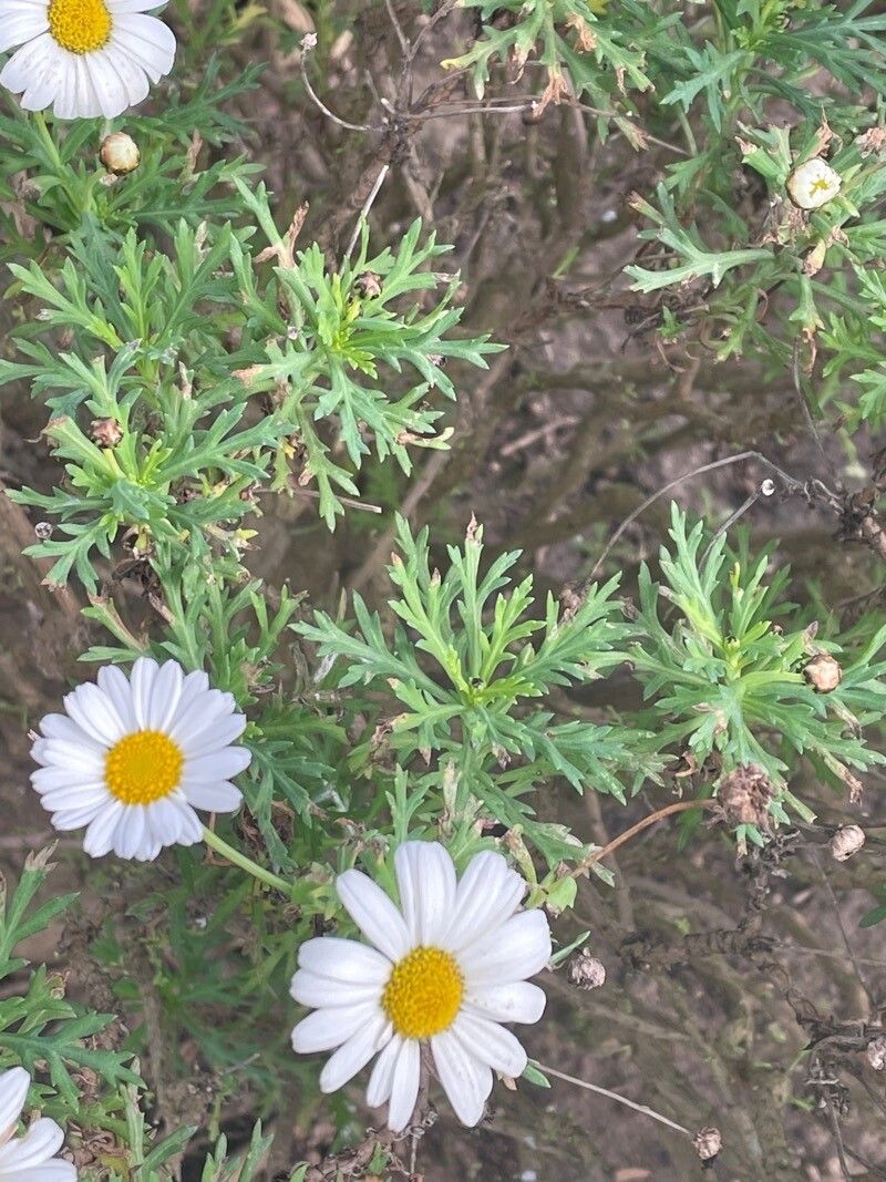 Argyranthemum haouarytheum habit