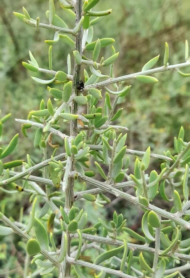 Cyclolepis genistoides — houseplant care guide