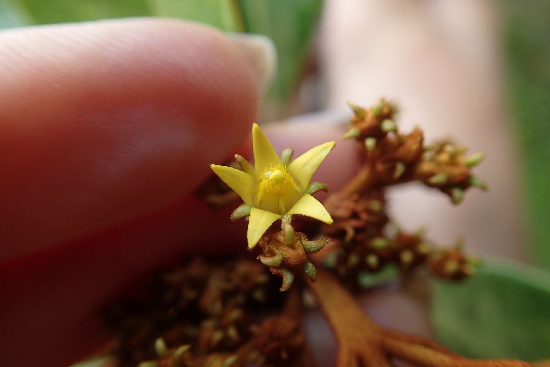 Argophyllum riparium flower