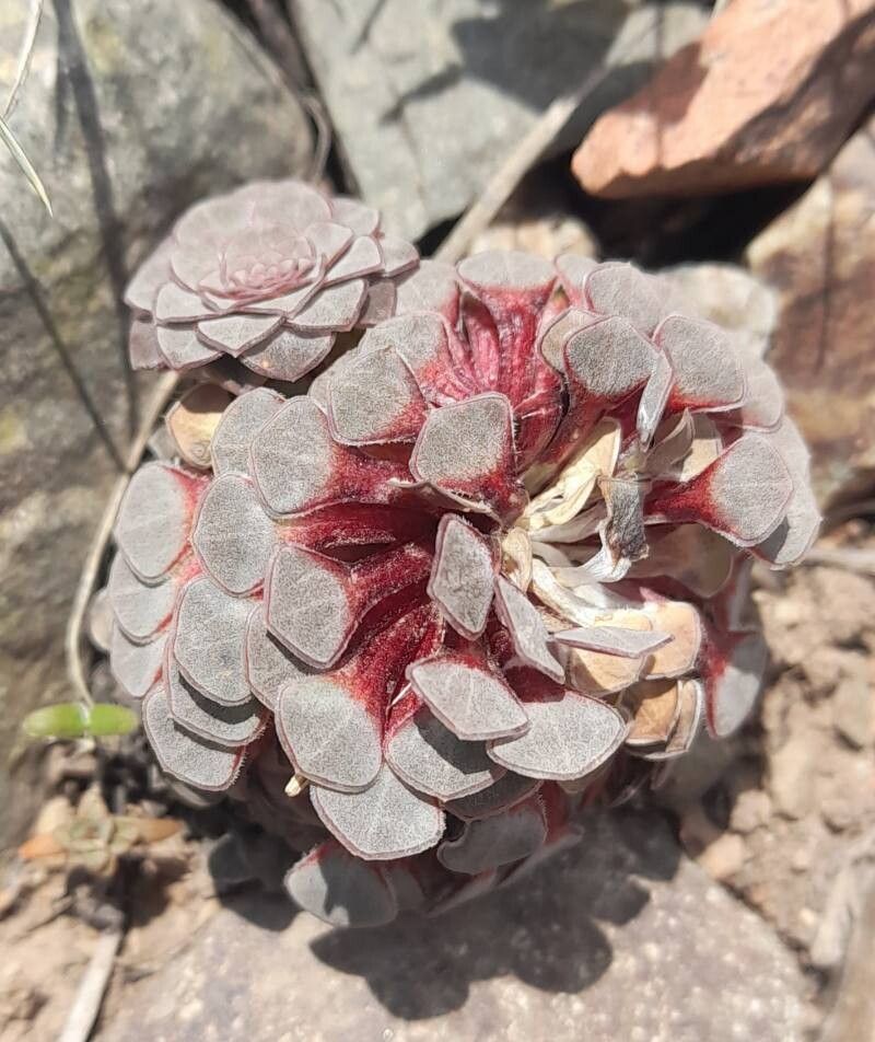 Viola atropurpurea habit