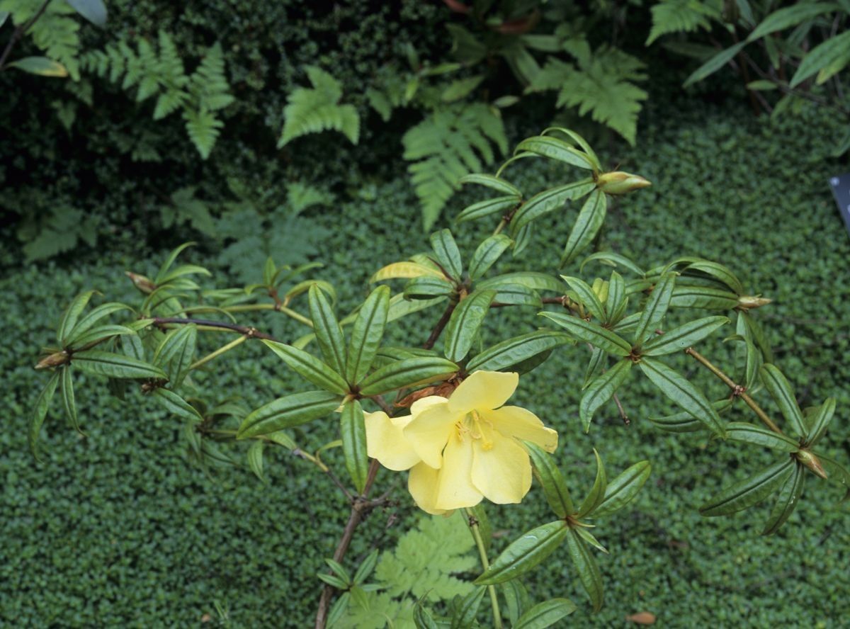 Rhododendron nieuwenhuisii — houseplant care guide