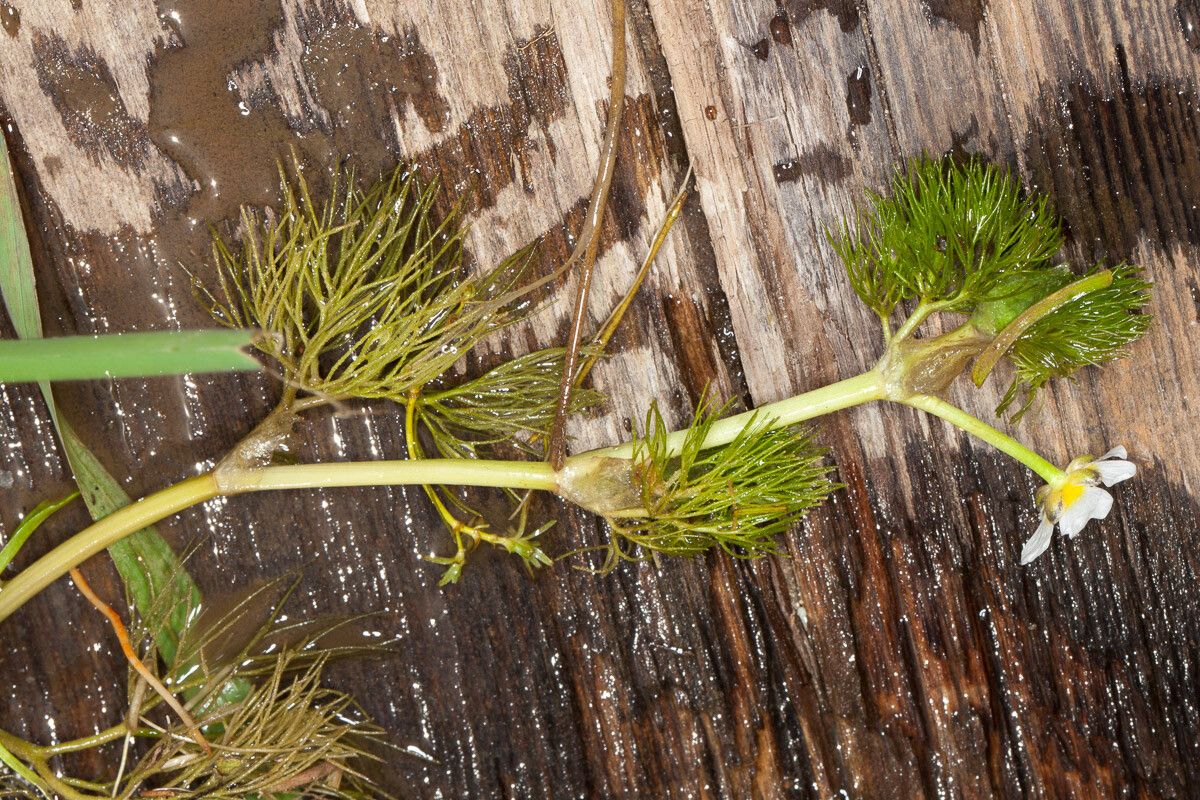 Ranunculus circinatus — houseplant care guide