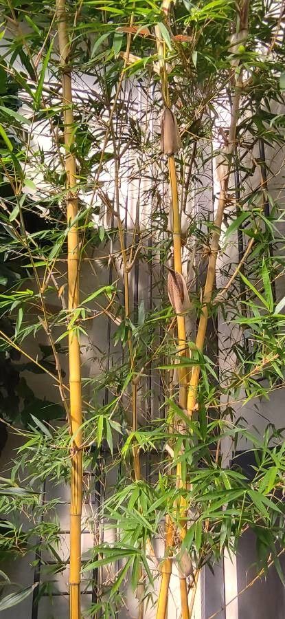 Bambusa eutuldoides bark