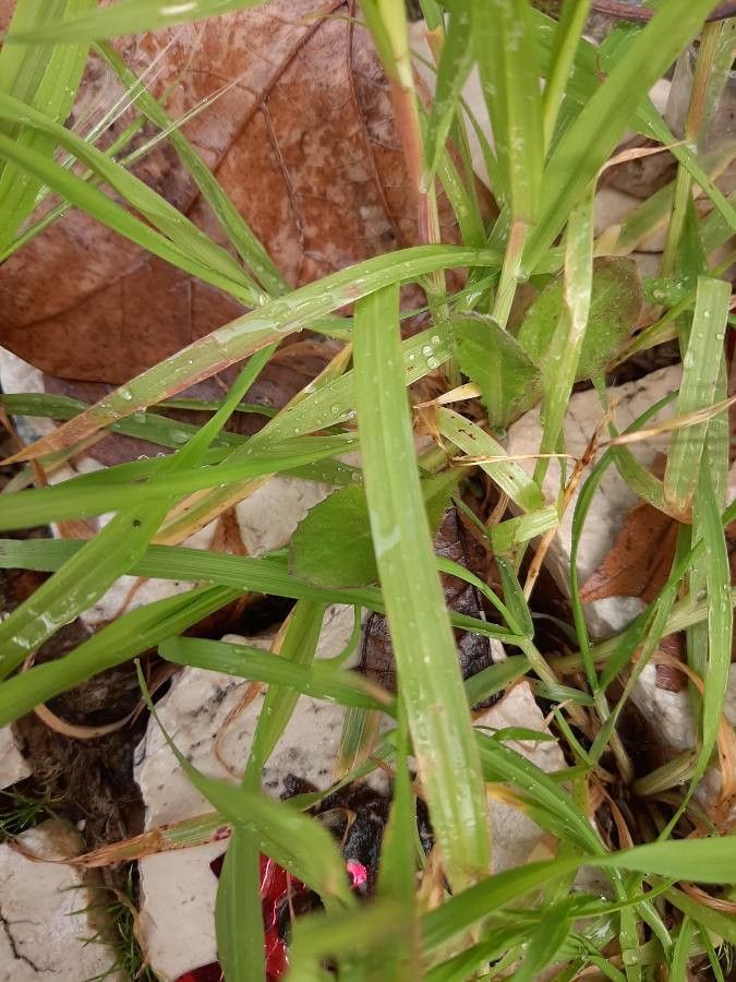 Echinochloa esculenta — soil improver houseplant