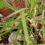 Echinochloa esculenta