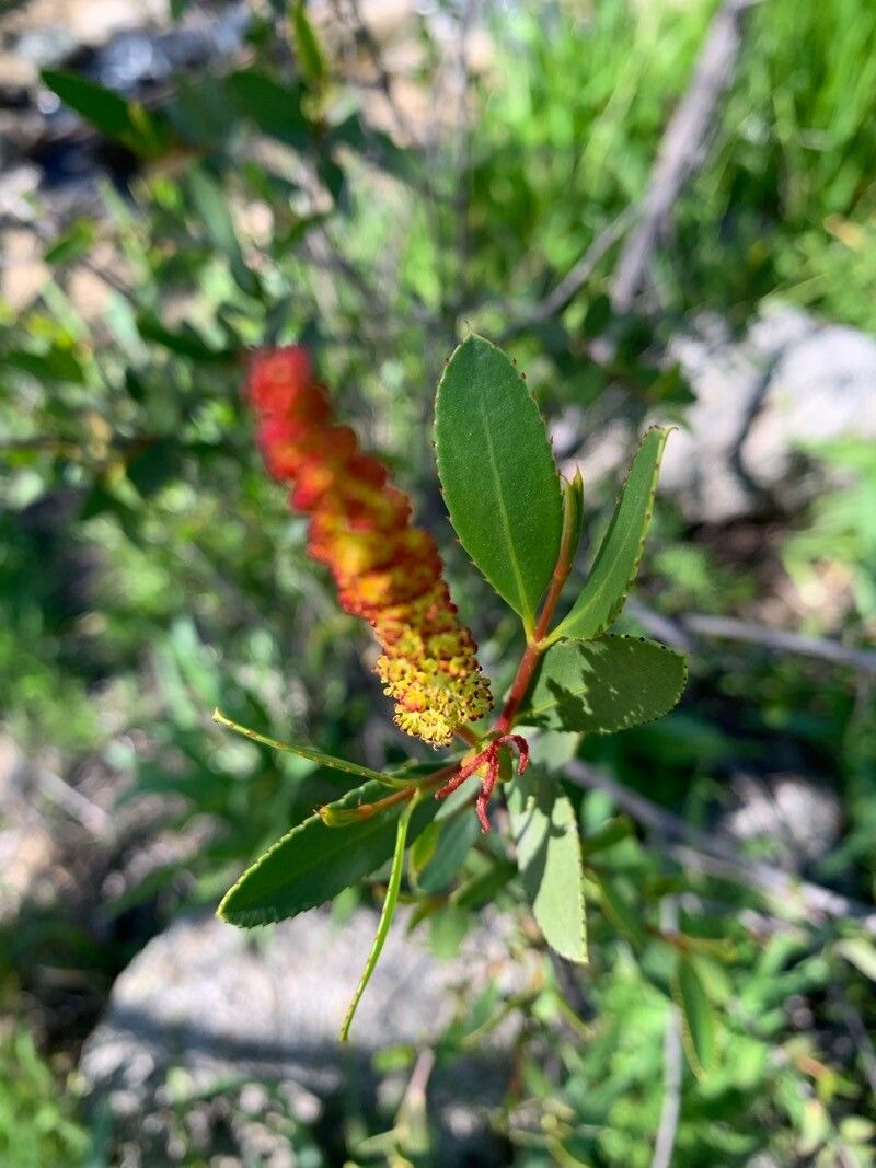 Colliguaja odorifera flower