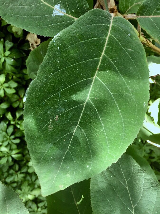 Hydrangea sargentiana leaf