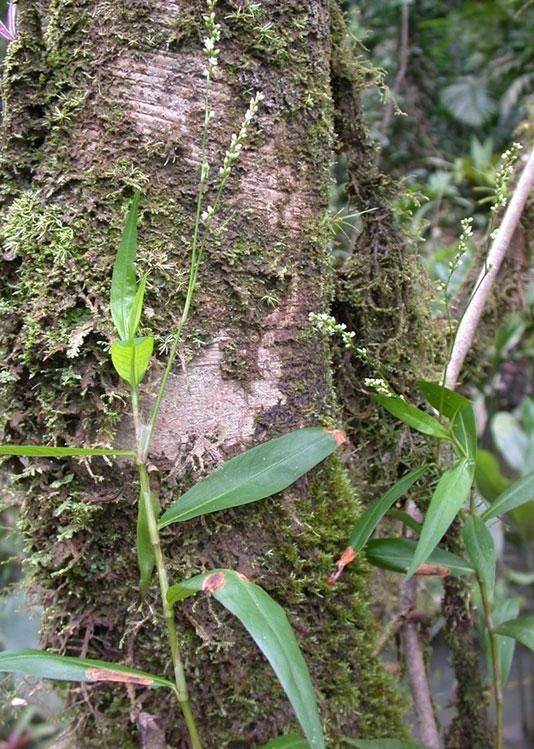 Polygonum hydropiperoides bark