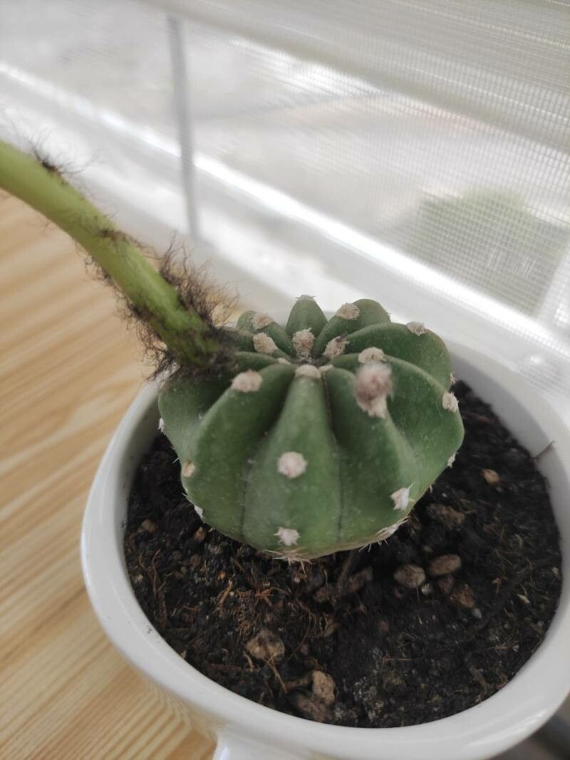 Echinopsis subdenudata fruit