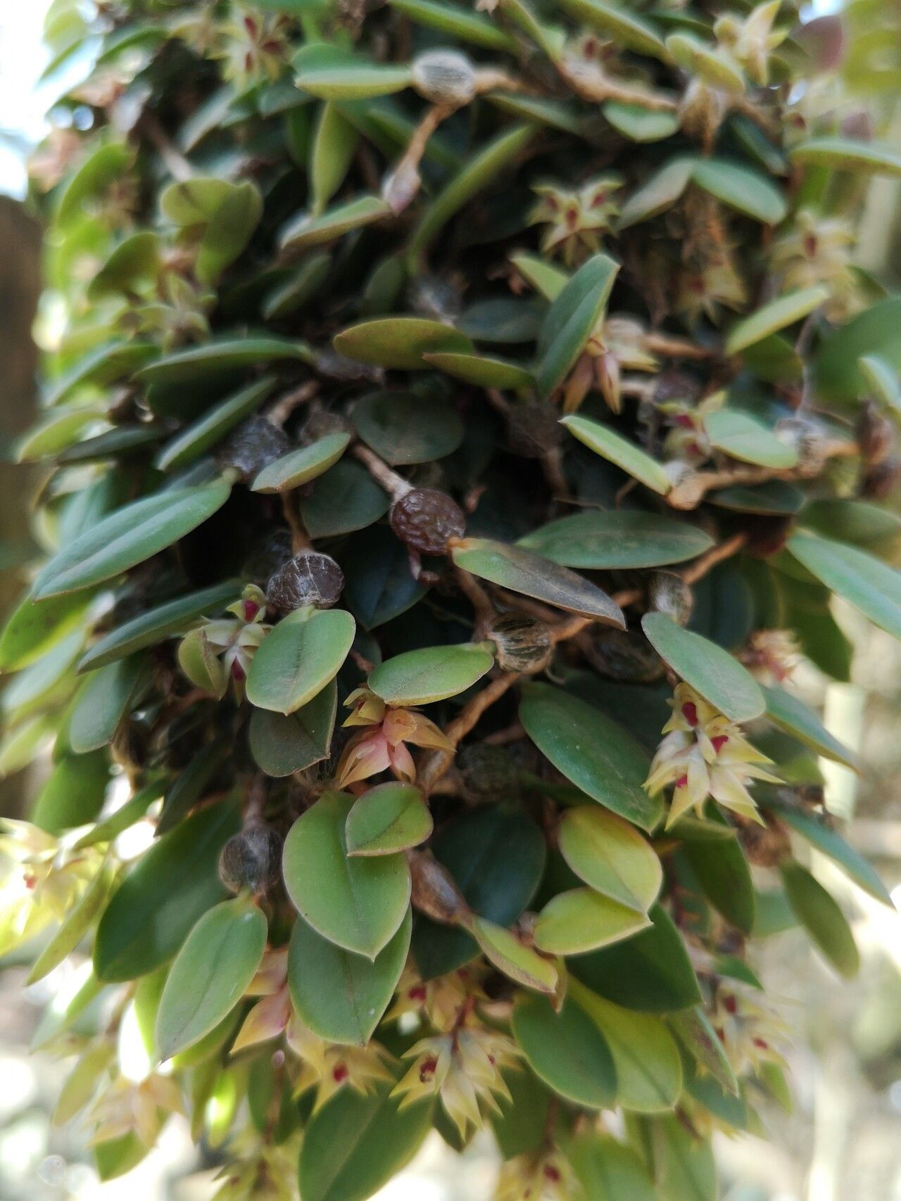 Bulbophyllum capituliflorum — houseplant care guide