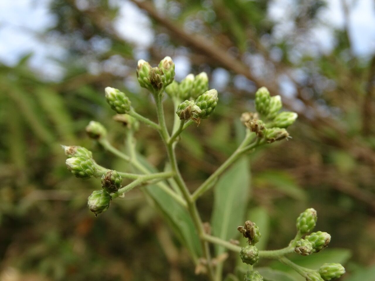 Vernonia colorata flower