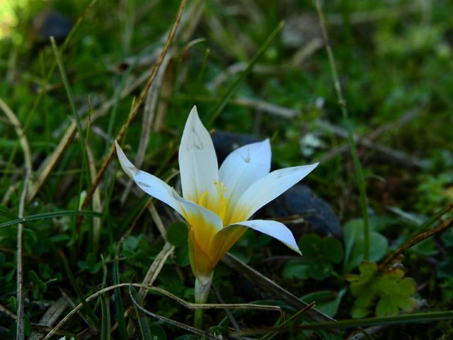 Romulea rollii flower