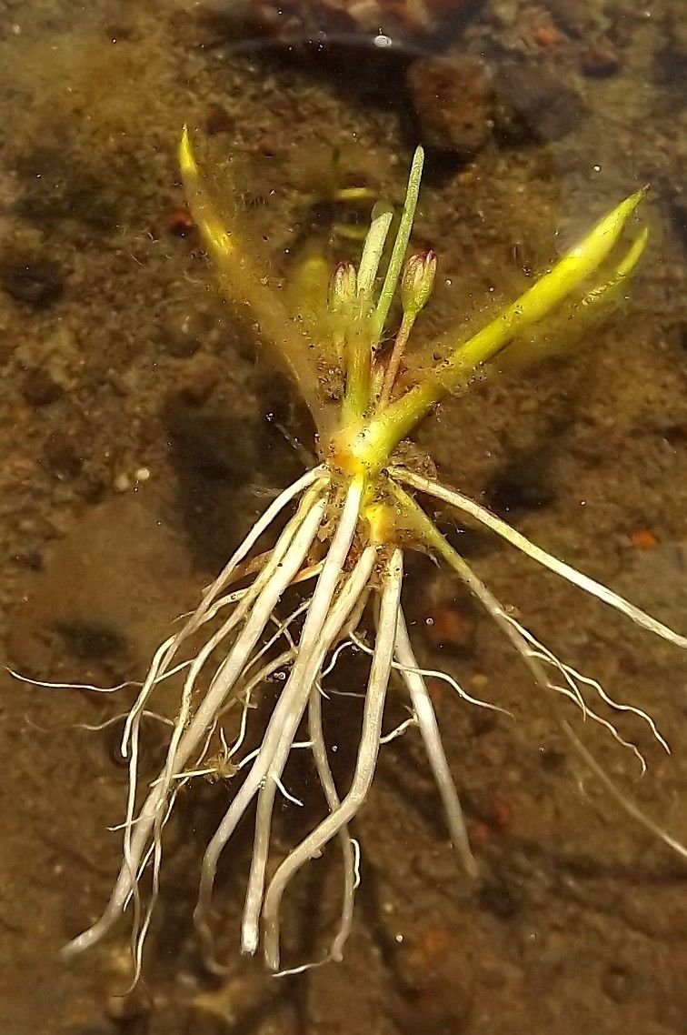 Littorella uniflora fruit