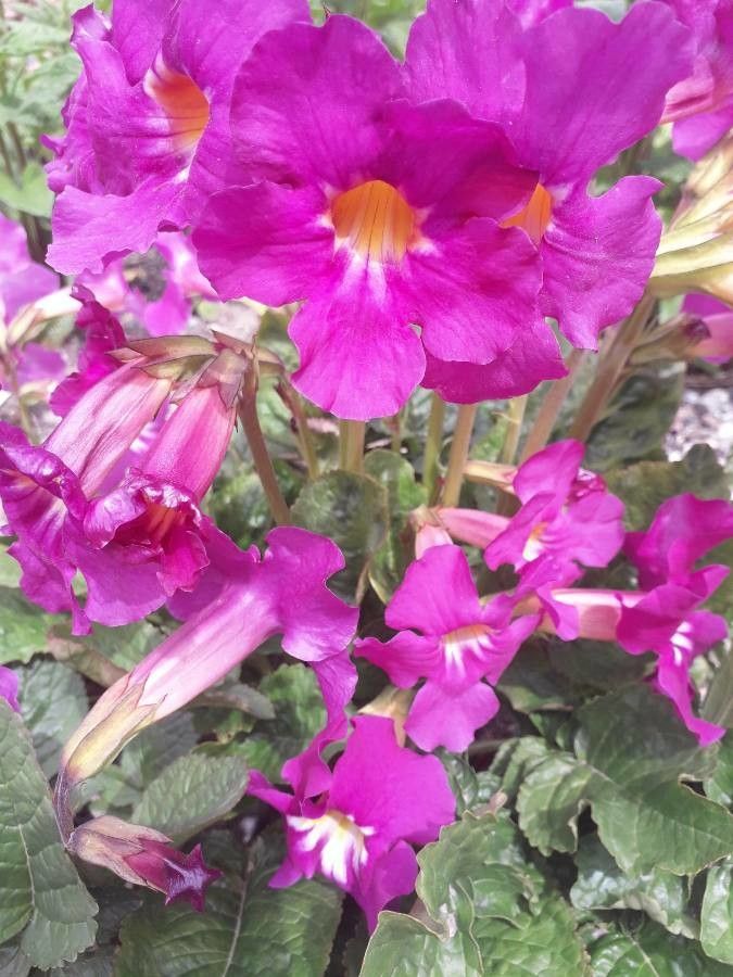 Incarvillea mairei other