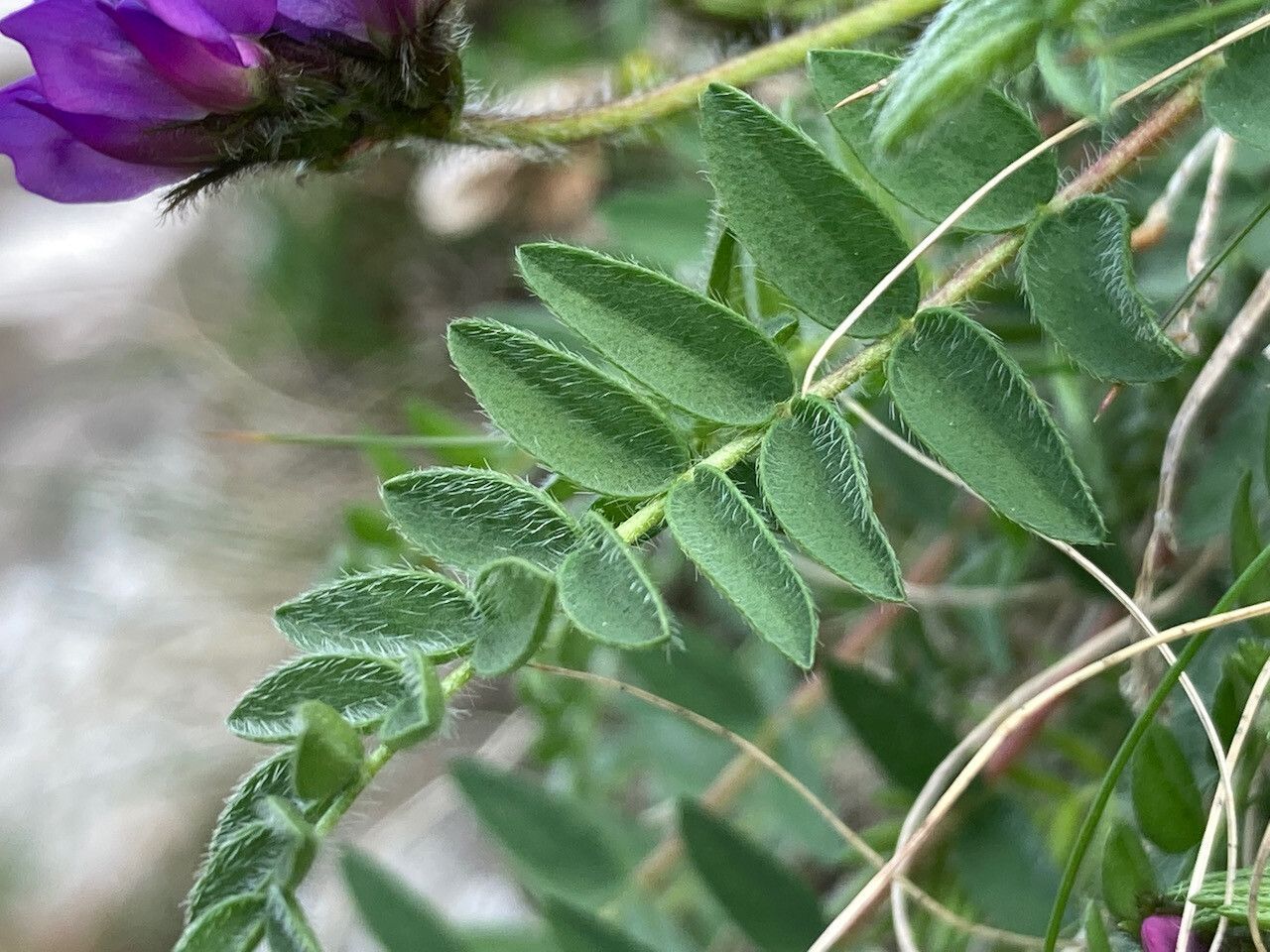 Oxytropis neglecta — houseplant care guide