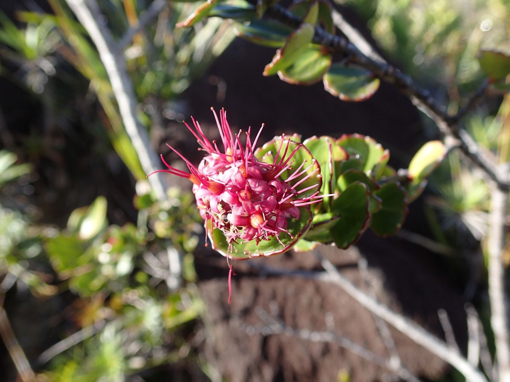 Cunonia pseudoverticillata — houseplant care guide