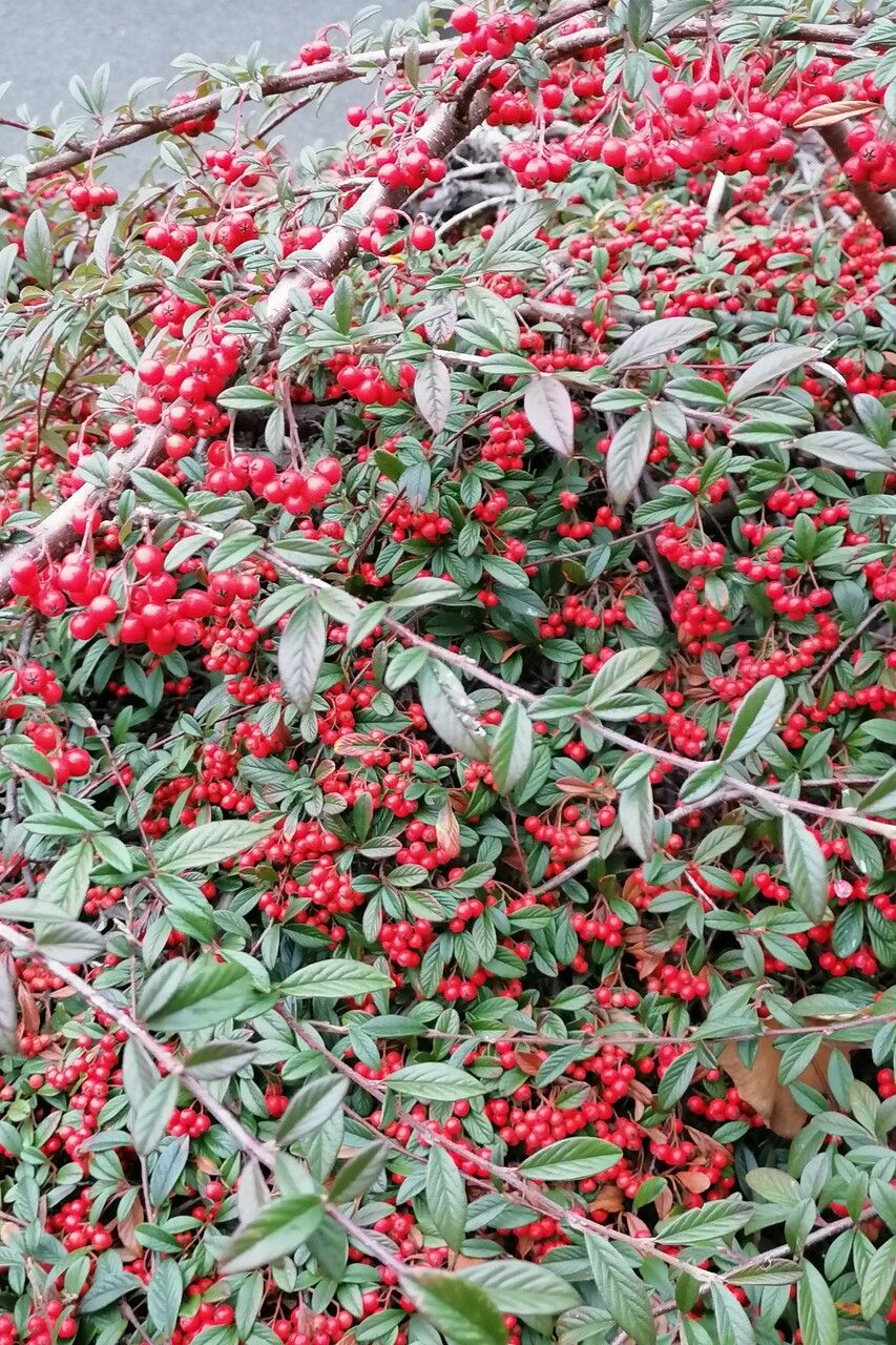 Cotoneaster glabratus leaf