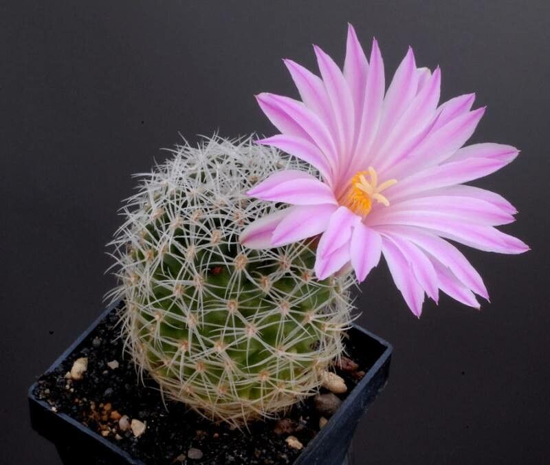 Sclerocactus johnsonii flower