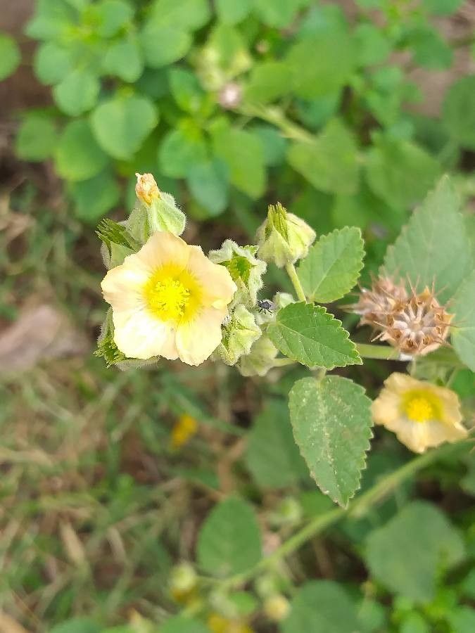 Sida cordifolia flower