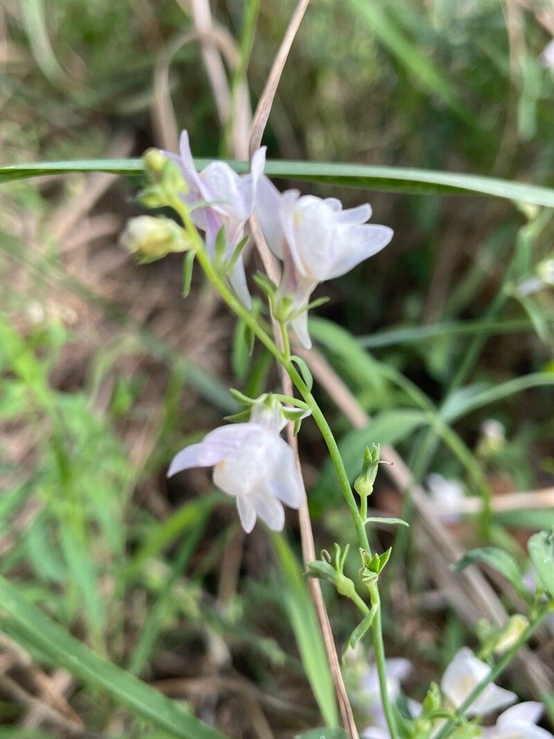 Linaria × sepium — search result for 'Linaria'