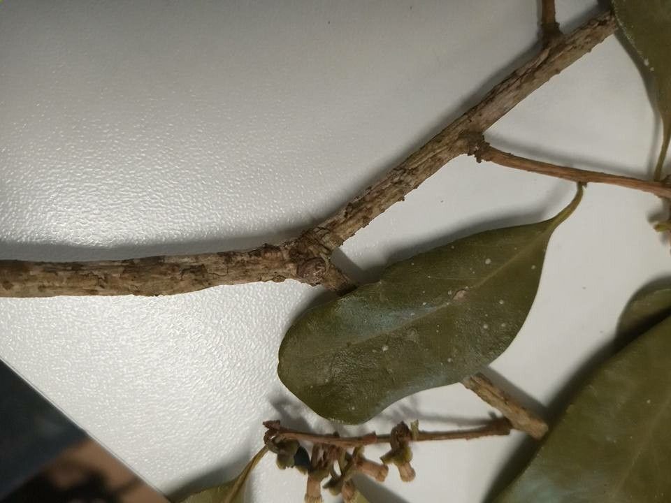 Symplocos uniflora bark