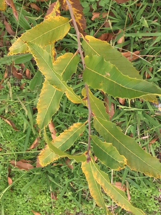 Quercus variabilis leaf