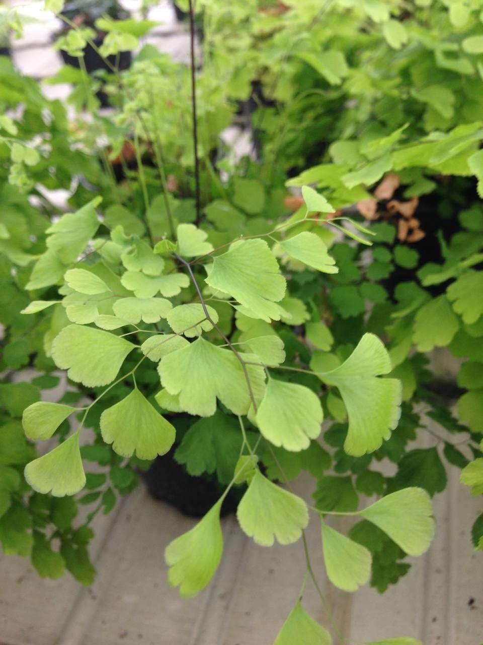 Cheilanthes pteridioides habit