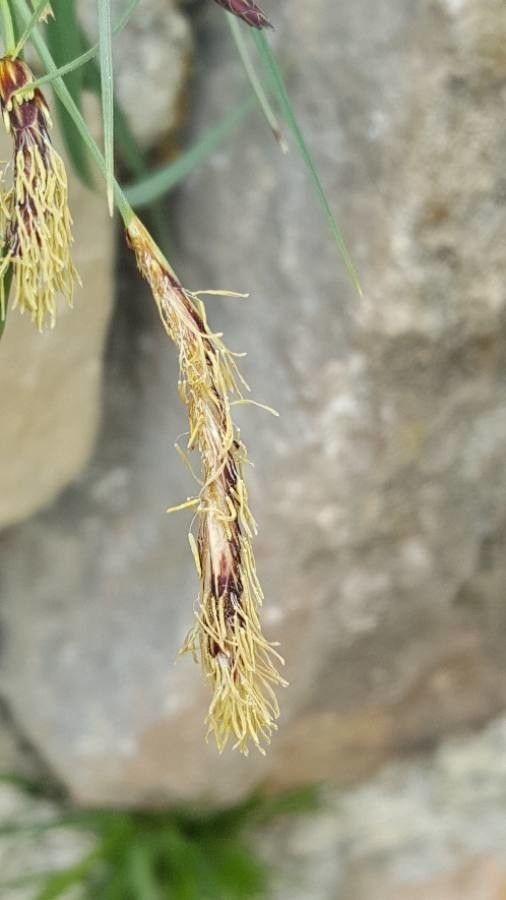 Carex brachystachys flower