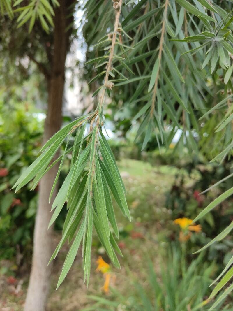Callistemon coccineus leaf