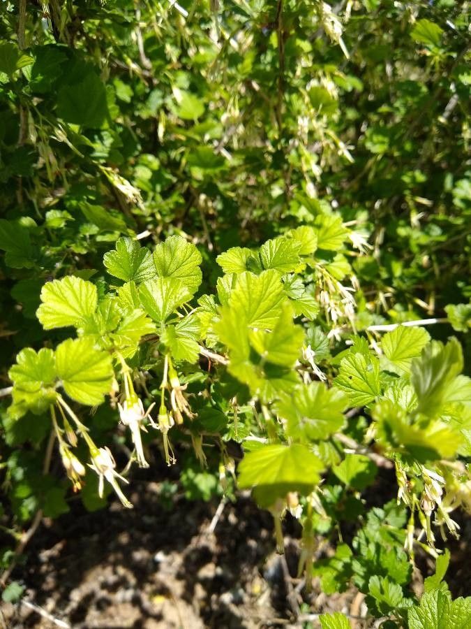 Ribes missouriense leaf