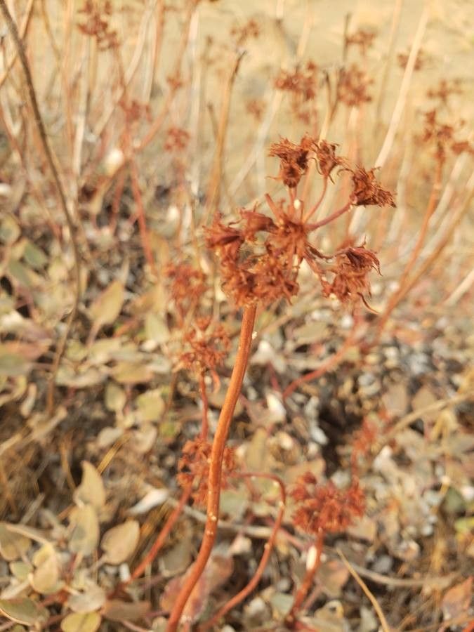 Eriogonum compositum flower