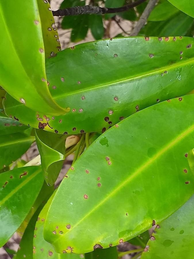 Bruguiera gymnorhiza leaf