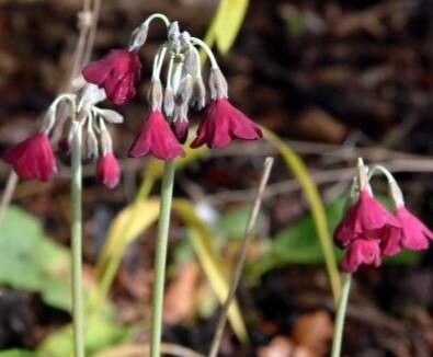 Primula waltonii — houseplant care guide