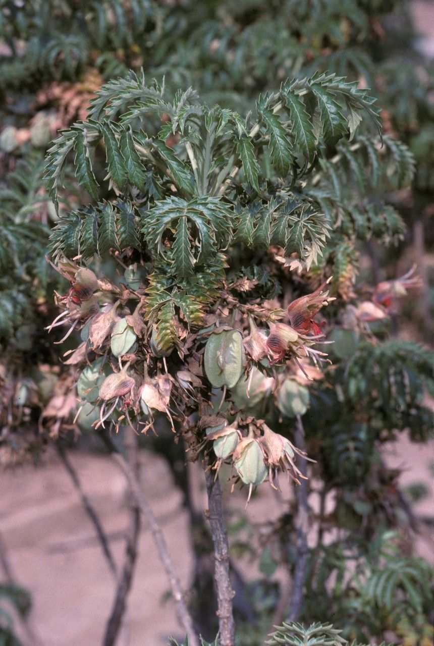 Melianthus elongatus flower