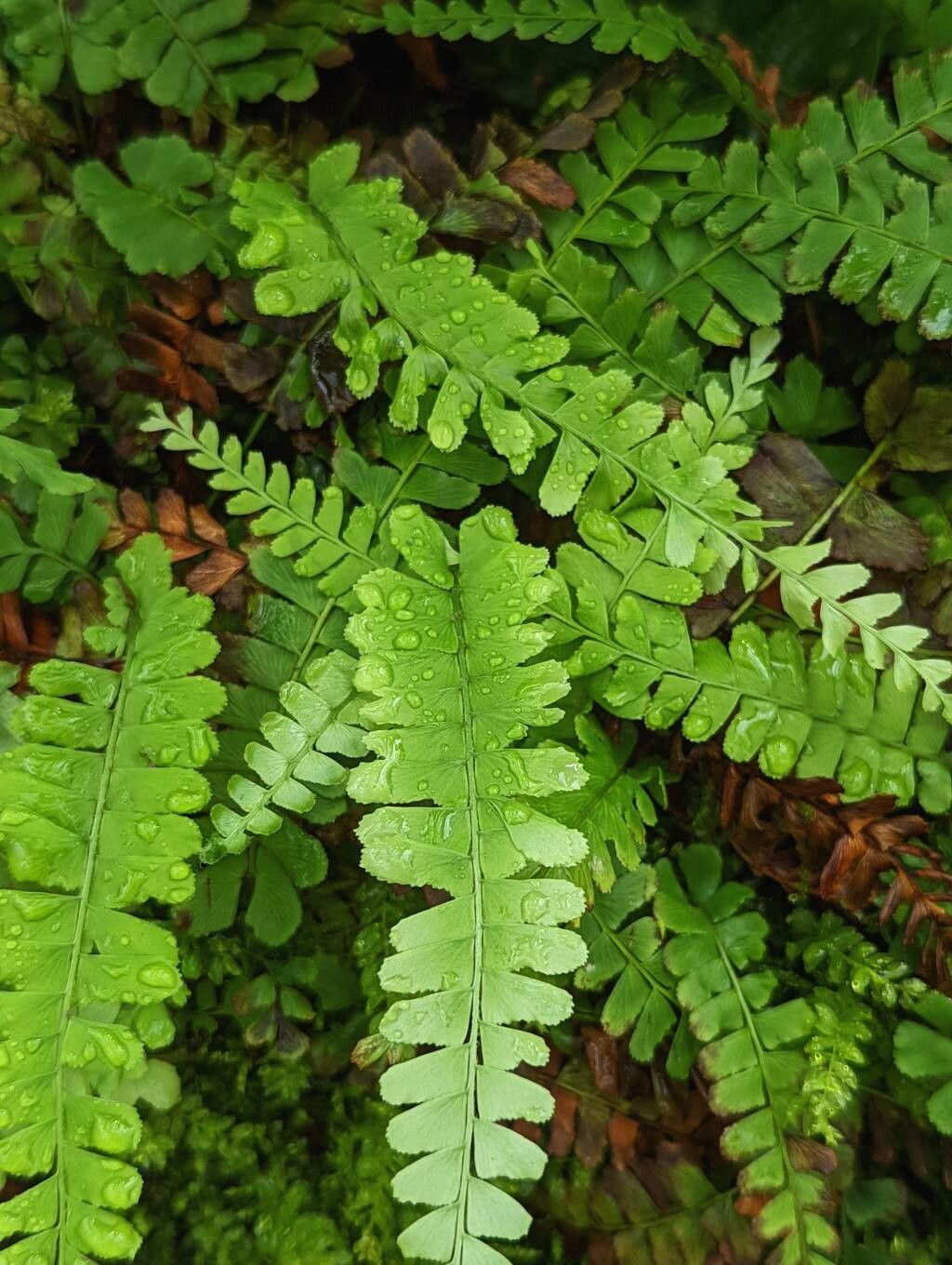 Anemia mandiocana leaf