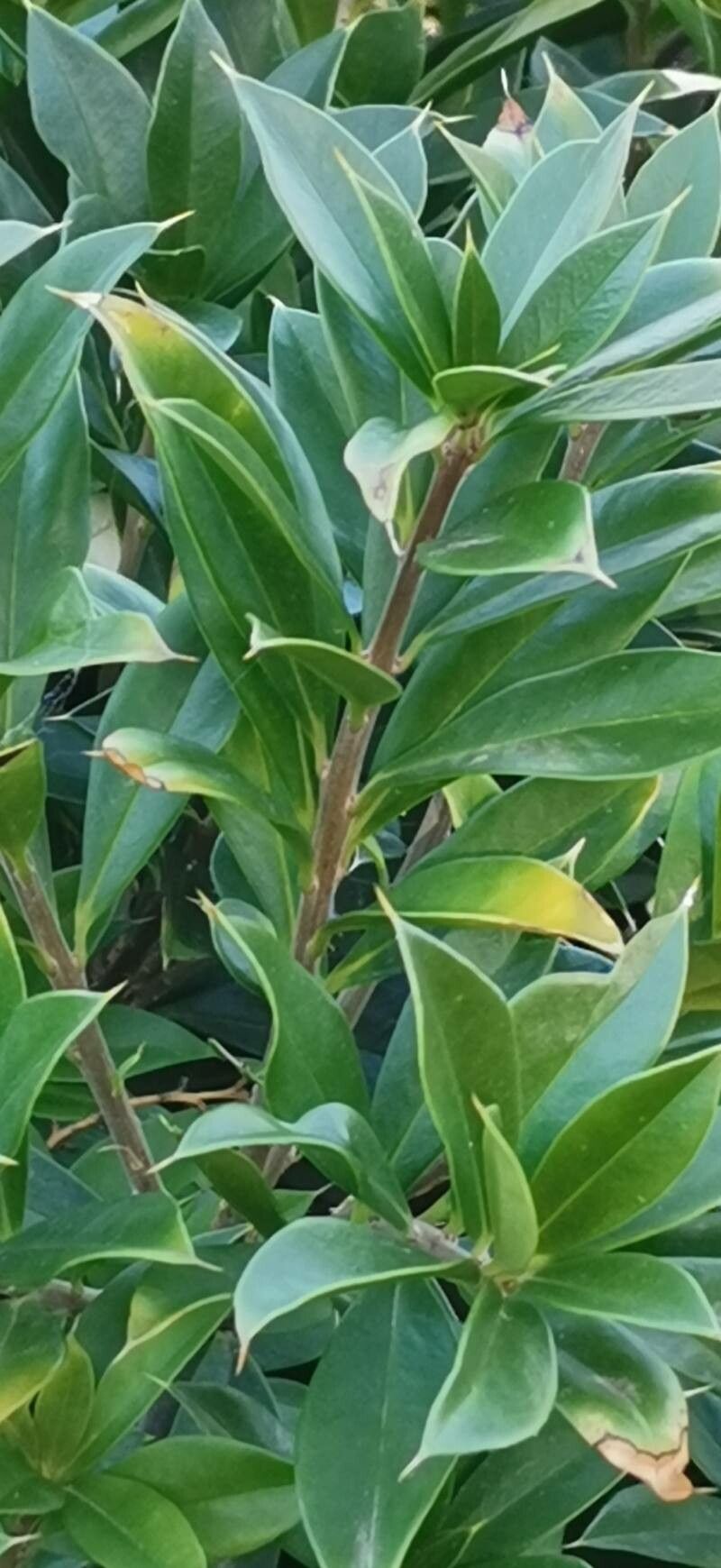 Jacquinia berteroi — related species from the same genus