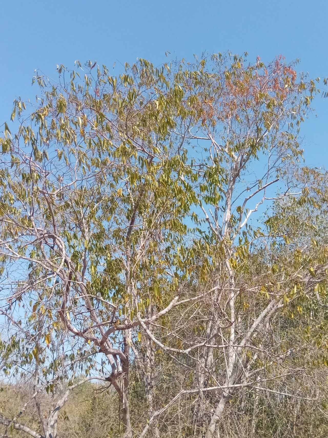 Grewia humbertii habit