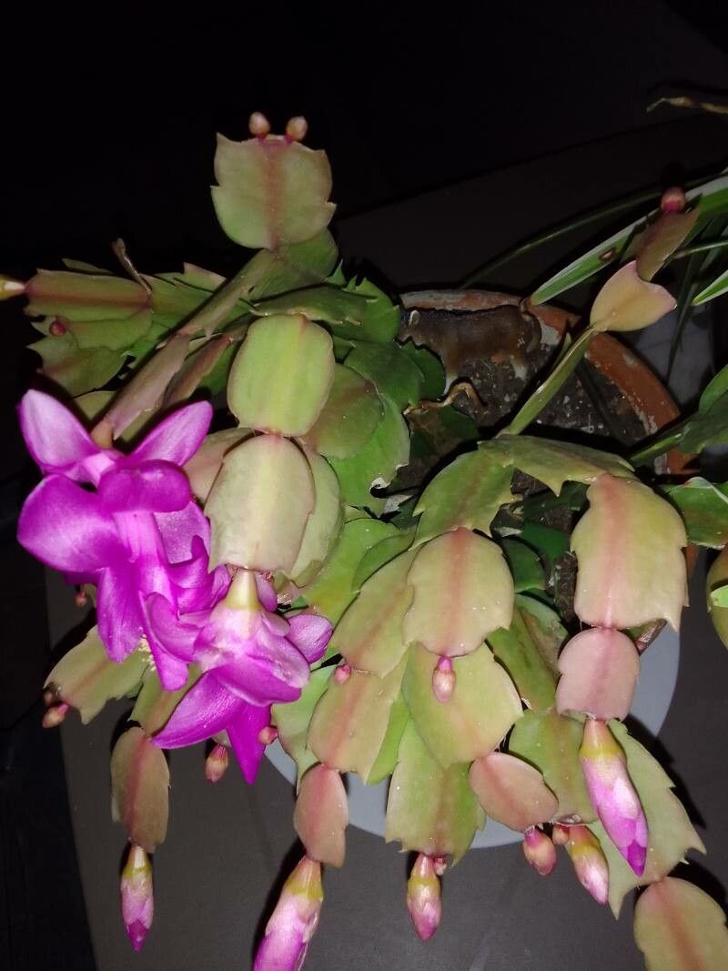 Schlumbergera kautskyi leaf