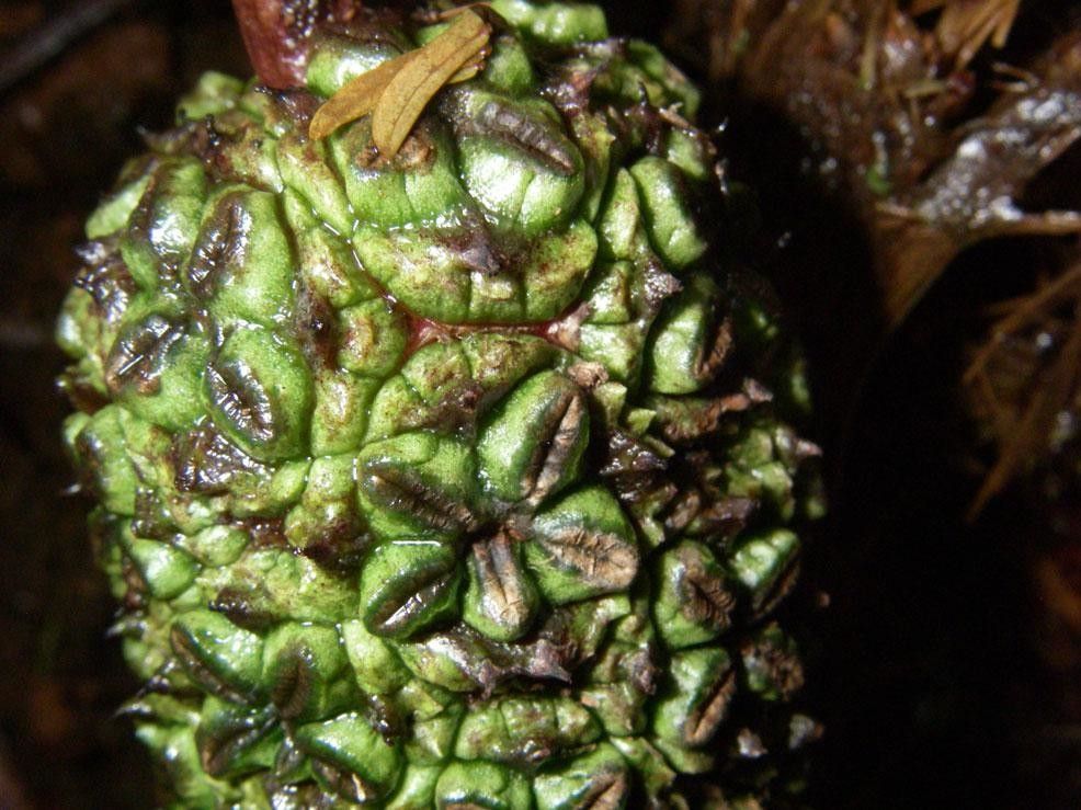 Asplundia sleeperae fruit