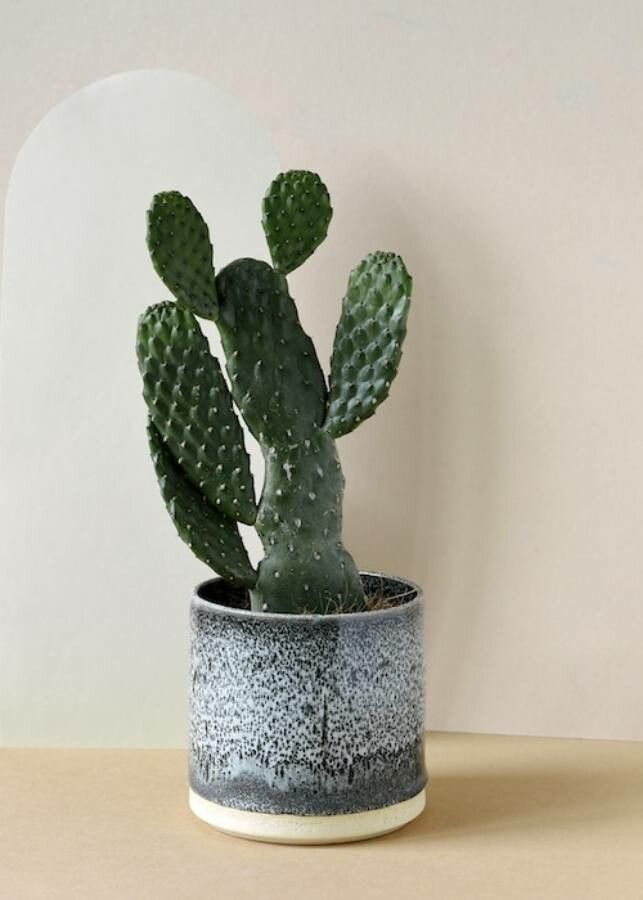 Consolea rubescens habit