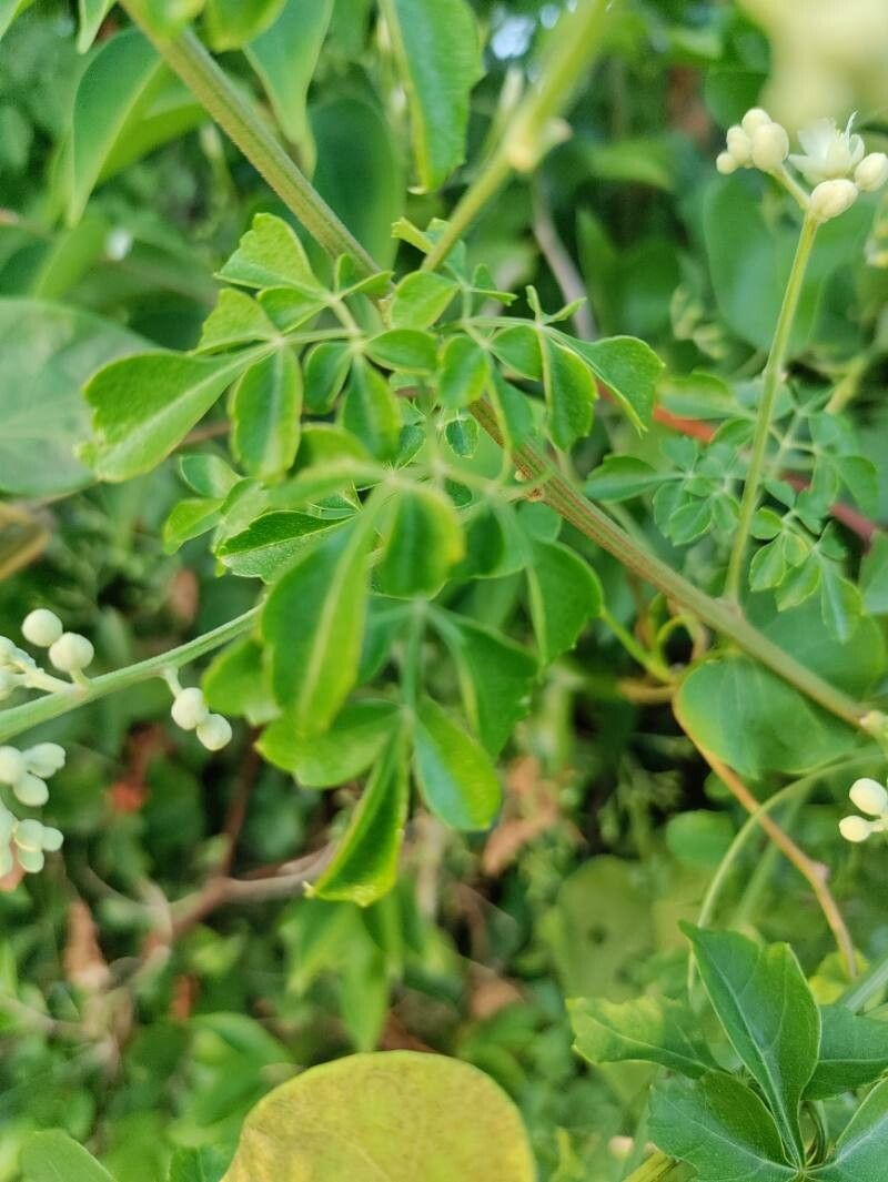 Serjania polyphylla — houseplant care guide