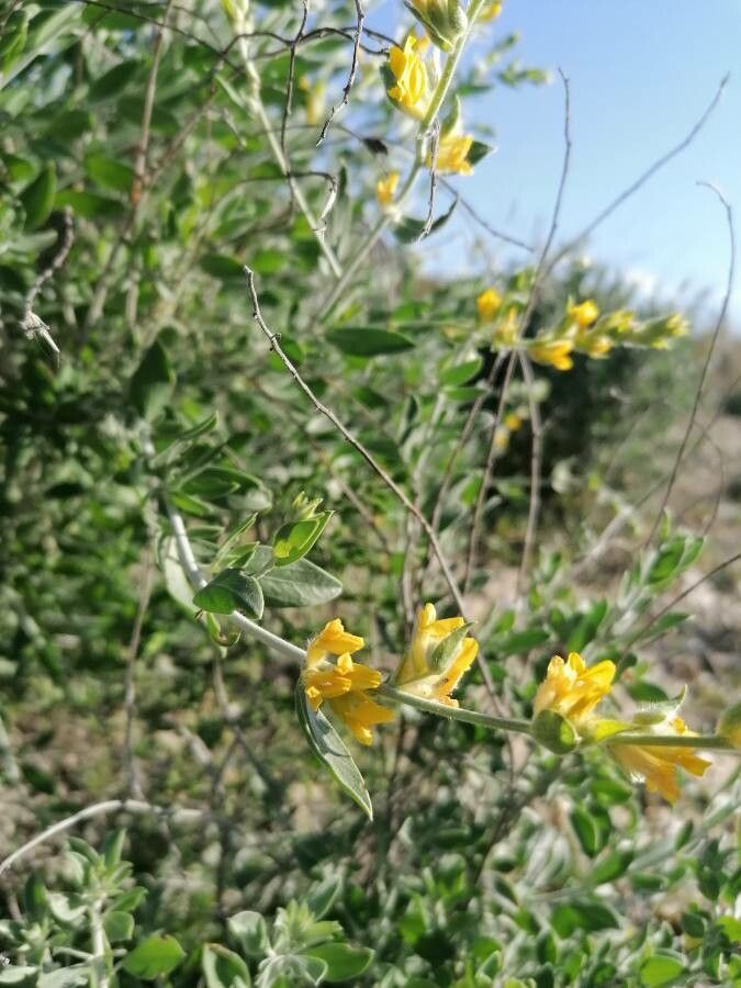 Anthyllis cytisoides flower