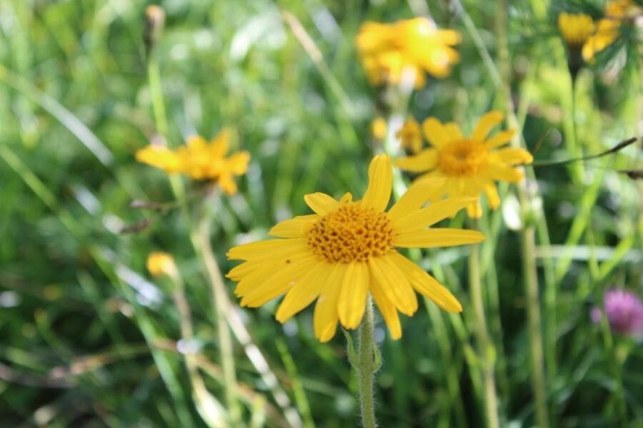 Arnica montana fruit