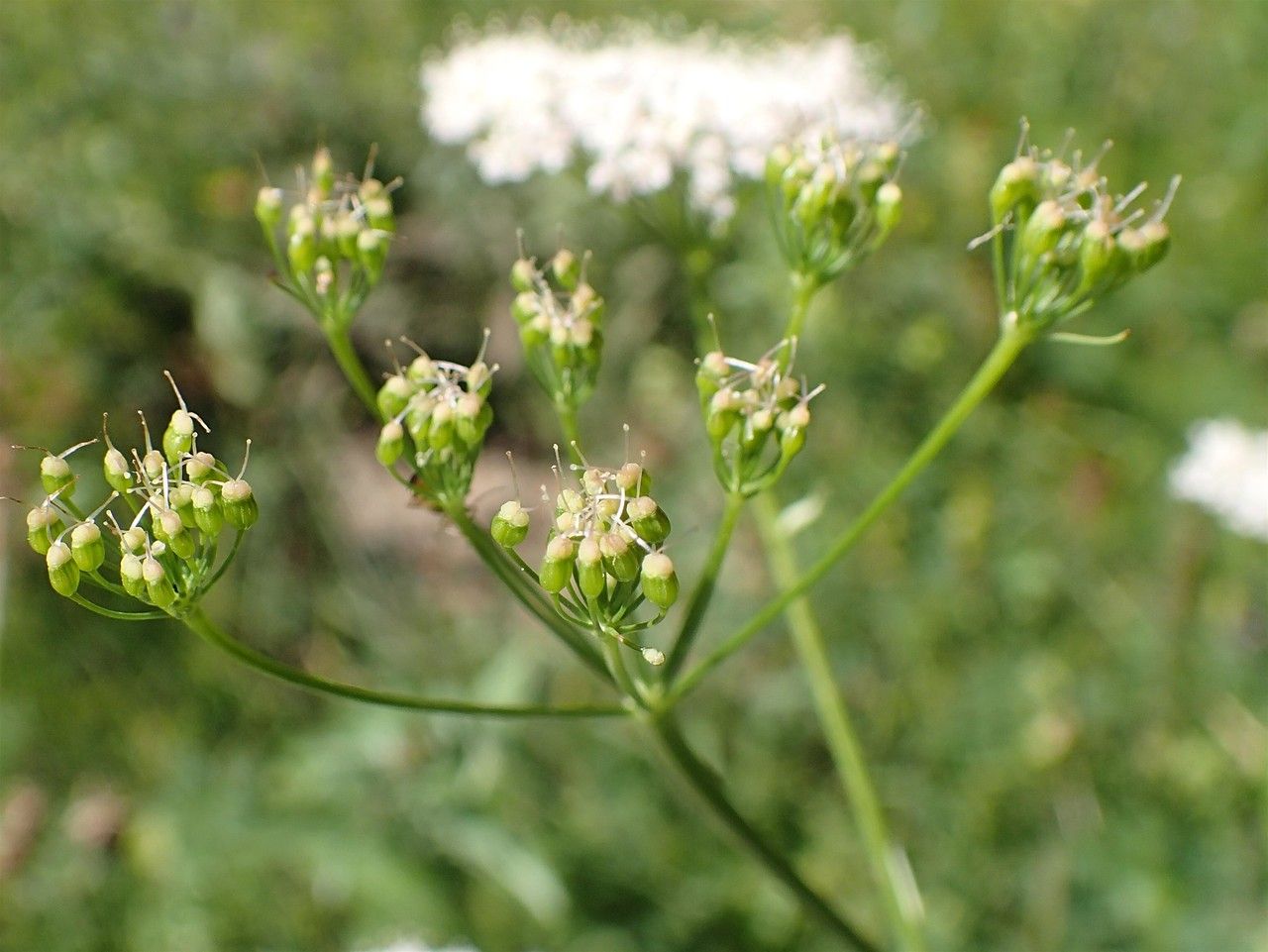 Pimpinella major fruit