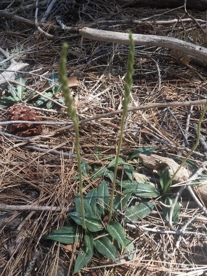 Goodyera oblongifolia flower