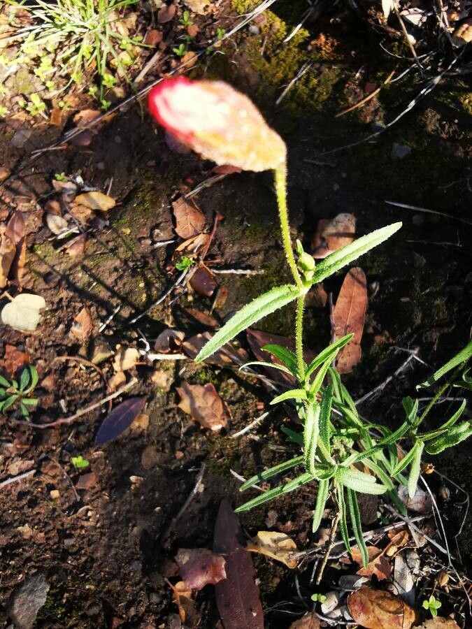 Silene laciniata — search result for 'Silene'