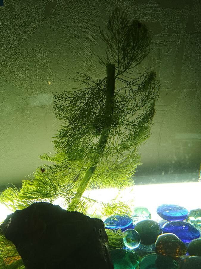 Myriophyllum sibiricum leaf